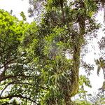 Melaleuca quinquenervia Alkat (teljes növény)