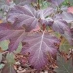 Hydrangea quercifolia Habitus