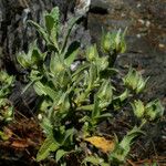 Cistus pouzolzii Drugo