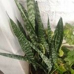 Sansevieria trifasciataDeilen