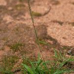 Tragus berteronianus Plante entière