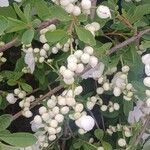 Exochorda racemosa Otro