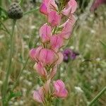 Onobrychis viciifolia Kukka