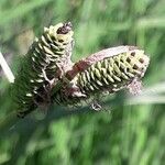Carex paniculata Bloem