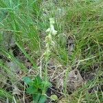 Goodyera repens Habit