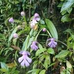 Cynorkis purpurascens Flor