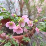 Anisodontea scabrosa Flower