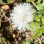 Sonchus bulbosus Frukt