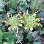 Pedicularis canadensis 花