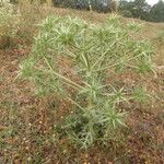 Eryngium campestre Hábito