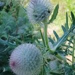 Cirsium eriophorumFlower