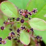 Chenopodium polyspermum Frukt