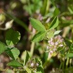 Trifolium cernuum Drugo