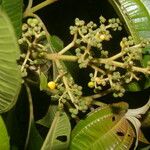 Miconia theizans Hoja