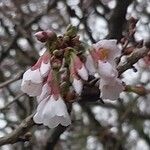 Prunus incisa ᱵᱟᱦᱟ