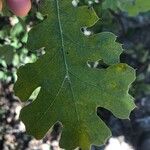 Quercus kelloggii Leaf