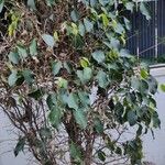 Ficus benjamina Deilen