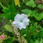 Ipomoea pes-tigridis फूल