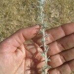 Echium angustifolium 葉