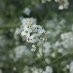 Crambe orientalis Blodyn