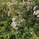 Achillea millefolium Облик