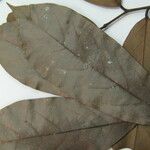 Ephedranthus guianensis Other