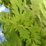 Corydalis flexuosa Leaf