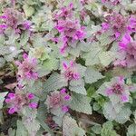 Lamium purpureumŽiedas