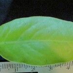 Phthirusa stelis Други