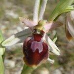 Ophrys exaltata Інше