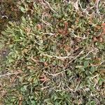 Atriplex portulacoides List