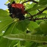 Ochna serrulata Fruit