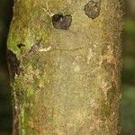 Oxandra asbeckii Corteza