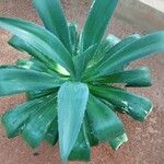 Agave demeesteriana Blatt