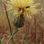 Centaurea collina Flor