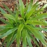 Dracaena angustifolia برگ