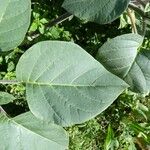 Datura inoxia Leaf