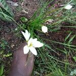 Zephyranthes candidaফুল