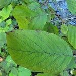 Alnus serrulata Hoja