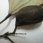 Abuta grandifolia Fruct