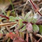 Linum catharticum Habit