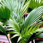 Livistona chinensis Folha