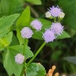 Praxelis clematidea Flower