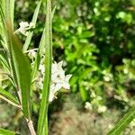 Gomphocarpus fruticosus Feuille
