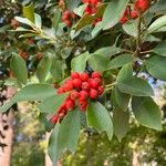 Ilex rotunda Leaf