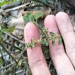 Polygonum plebeium Fleur