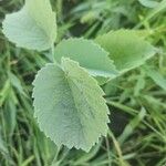 Abutilon pannosum Leaf