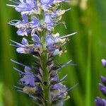 Veronica longifolia 花