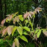 Juglans regia Leaf