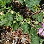 Malva thuringiaca Habit